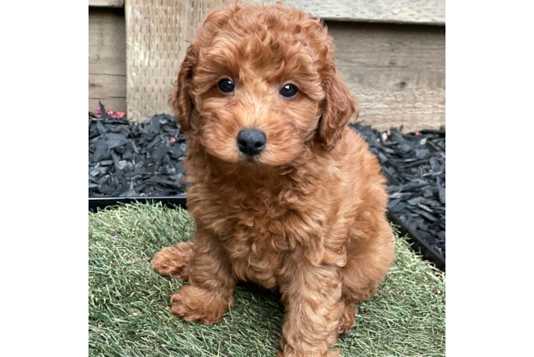 Funny Mini Goldendoodle Poodle Mix Pup