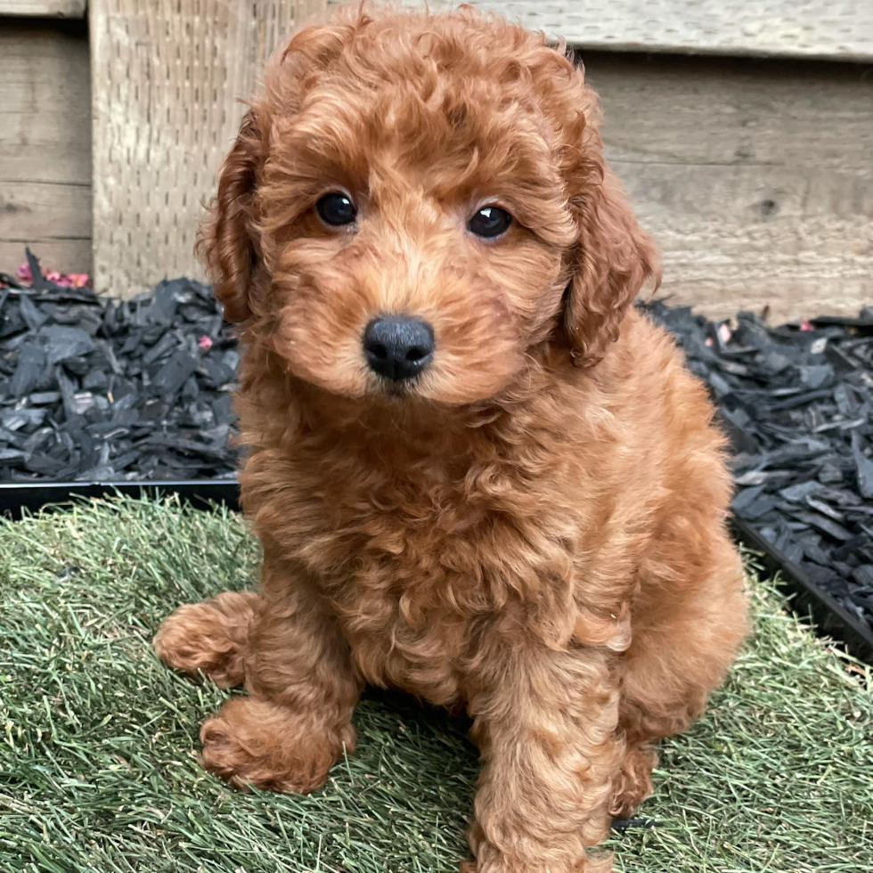 Mini Goldendoodle Being Cute