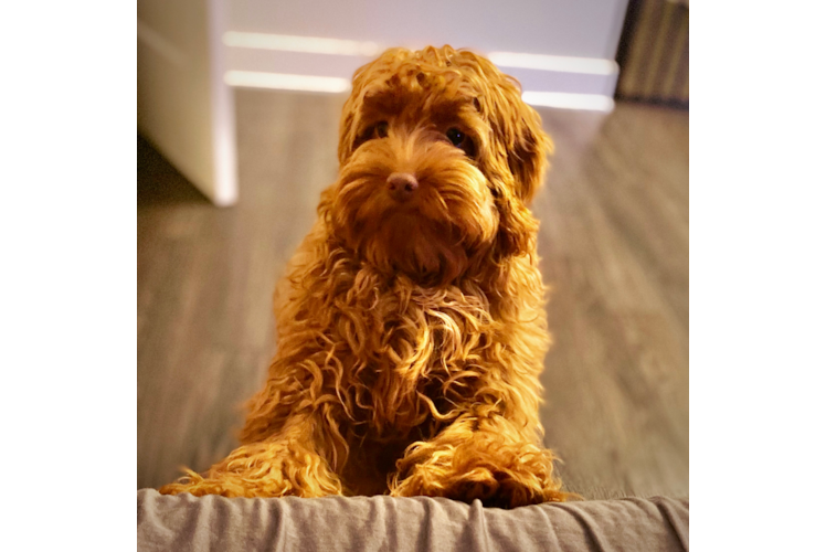 Friendly Cockapoo Baby