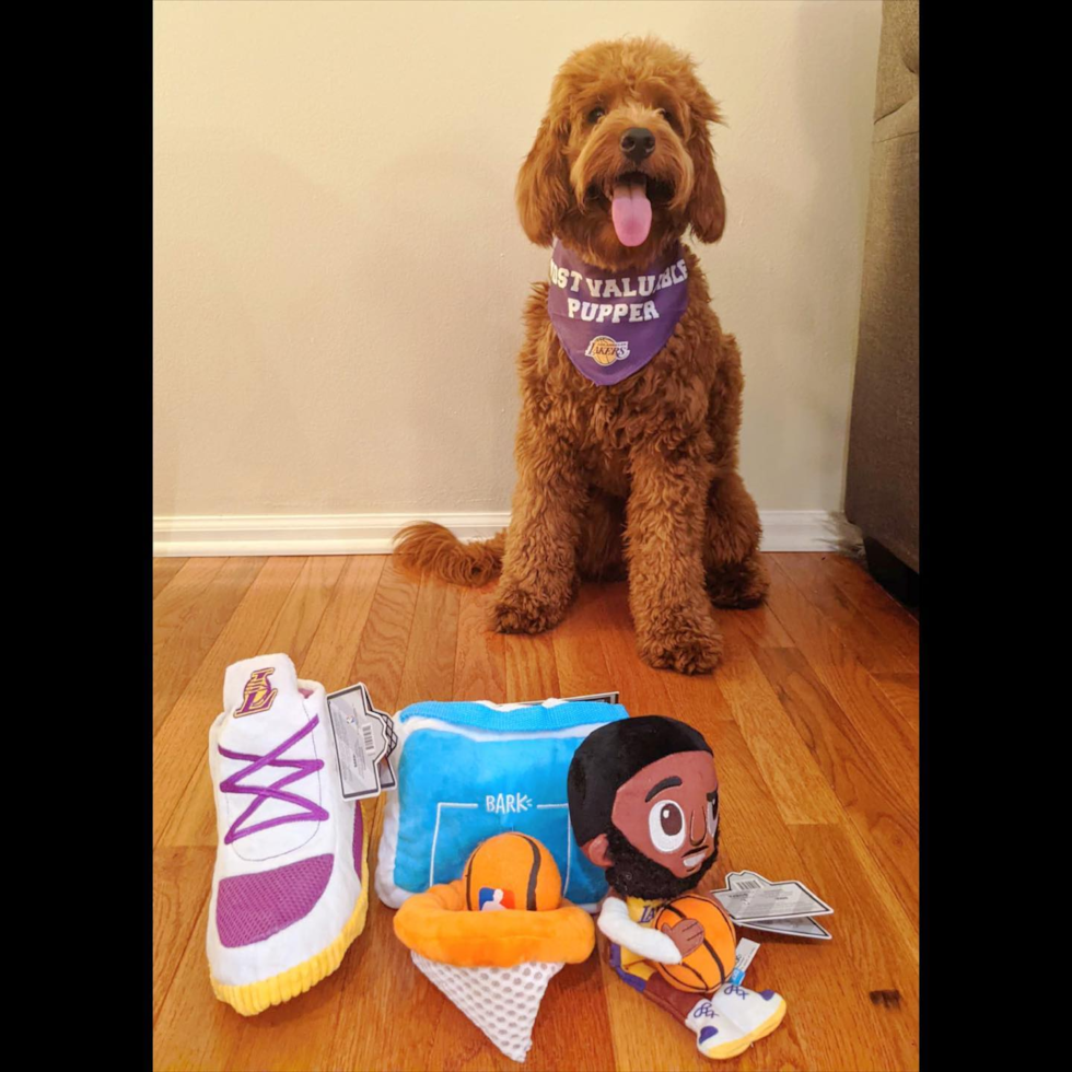 Hypoallergenic Golden Retriever Poodle Mix Pup