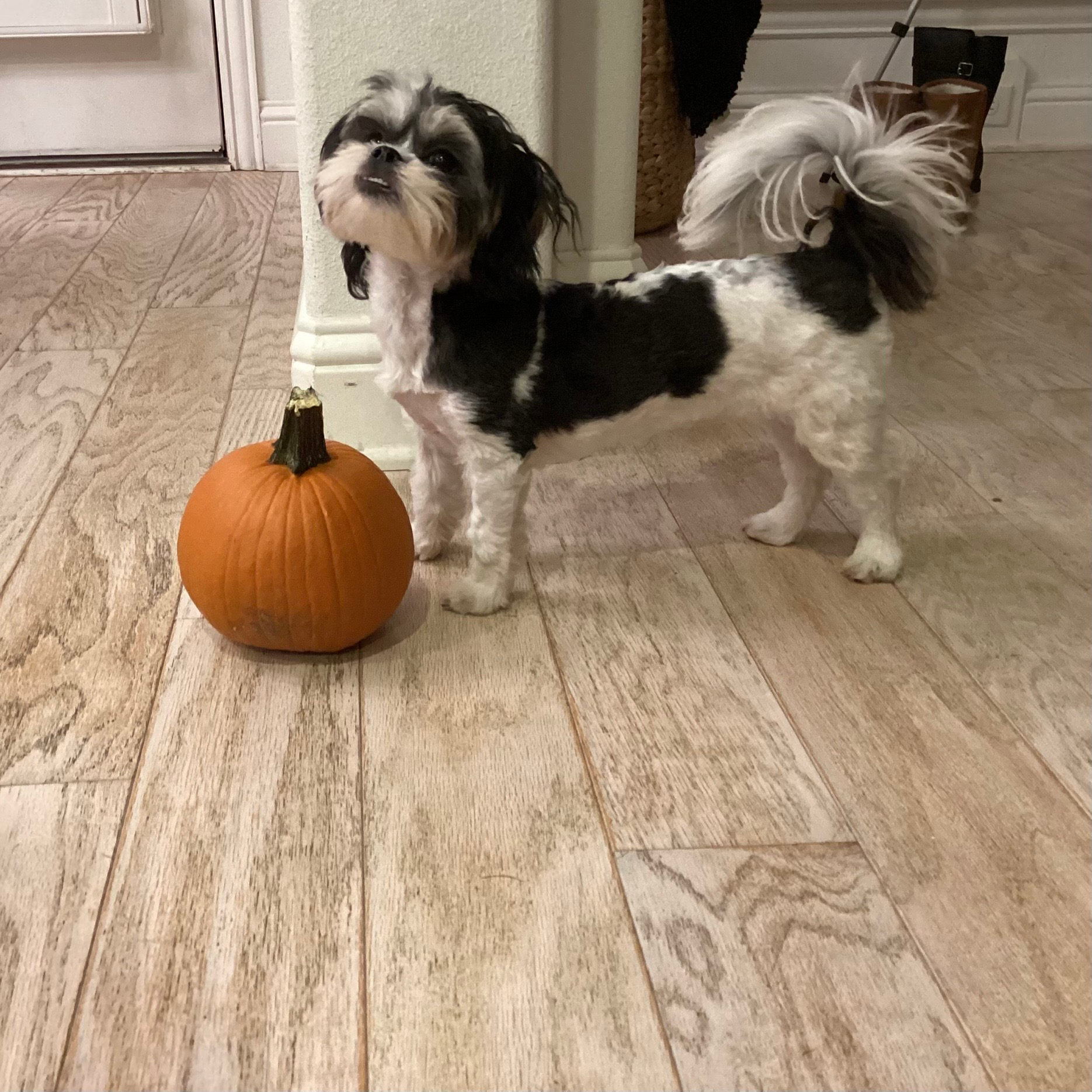 Adorable Shitzu Designer Puppy