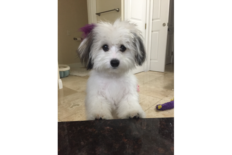 Playful Havanese Baby