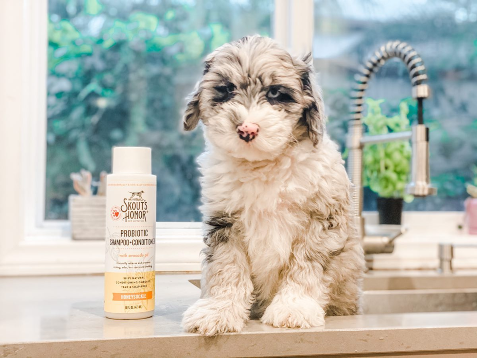 Smart Mini Sheepadoodle Poodle Mix Pup