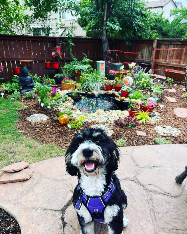 Small Mini Bernedoodle Pup