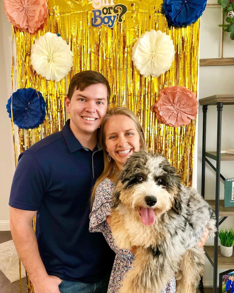 Happy Mini Bernedoodle Pup in Farmers Branch TX