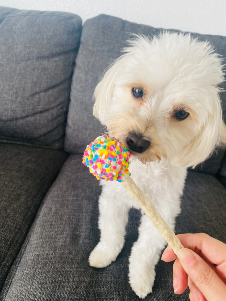 Sweet Maltipoo Pup