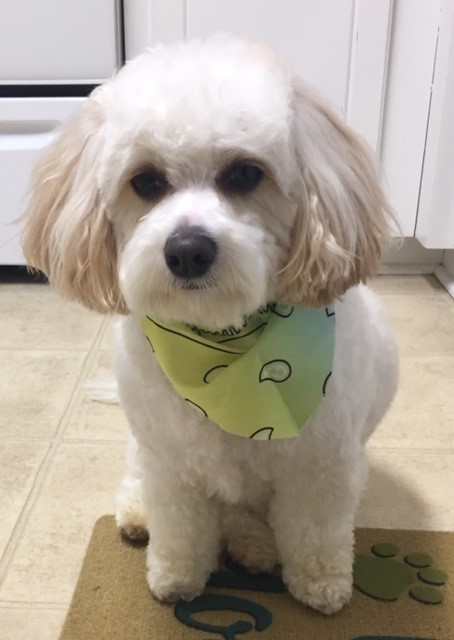 Smart Cavachon Designer Pup
