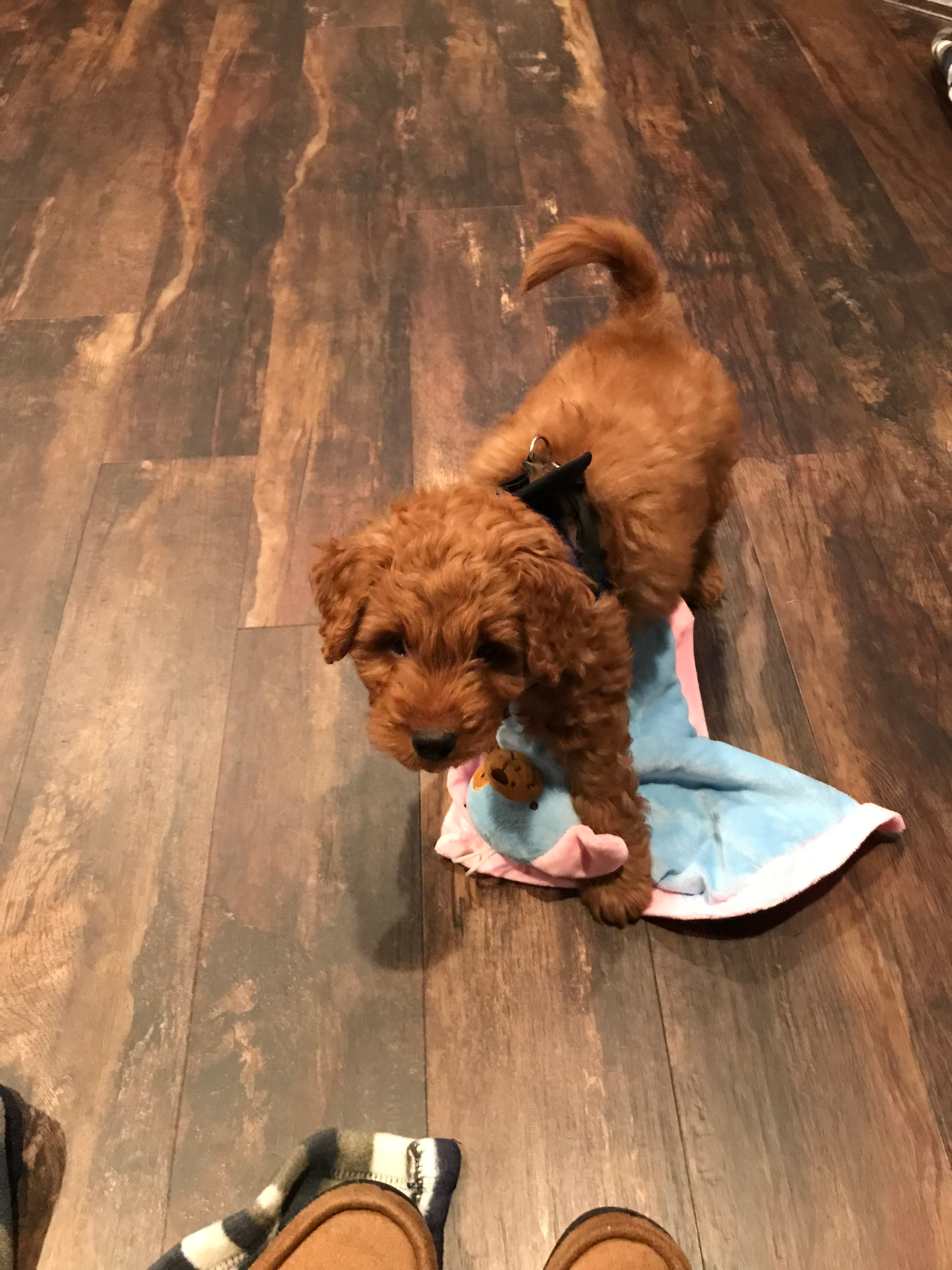 Mini Goldendoodle Pup Being Cute