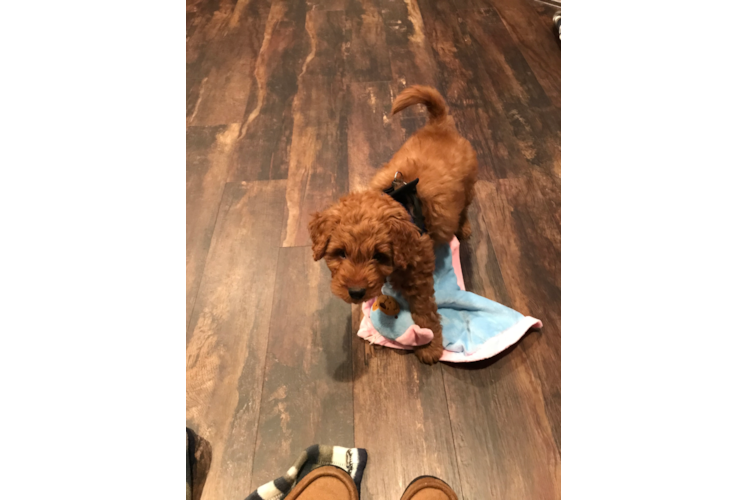 Mini Goldendoodle Pup Being Cute