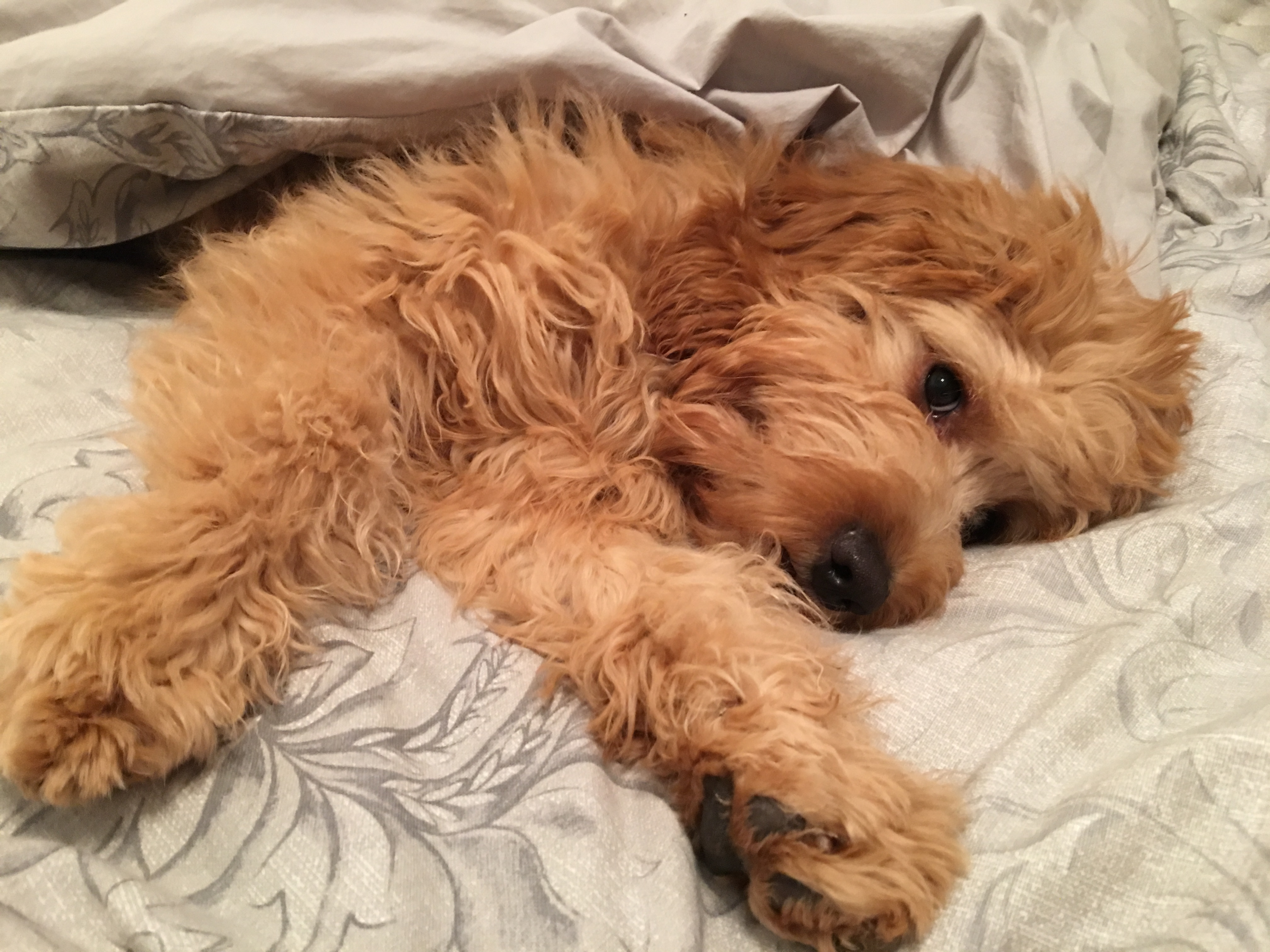 Cute Mini Goldendoodle Baby