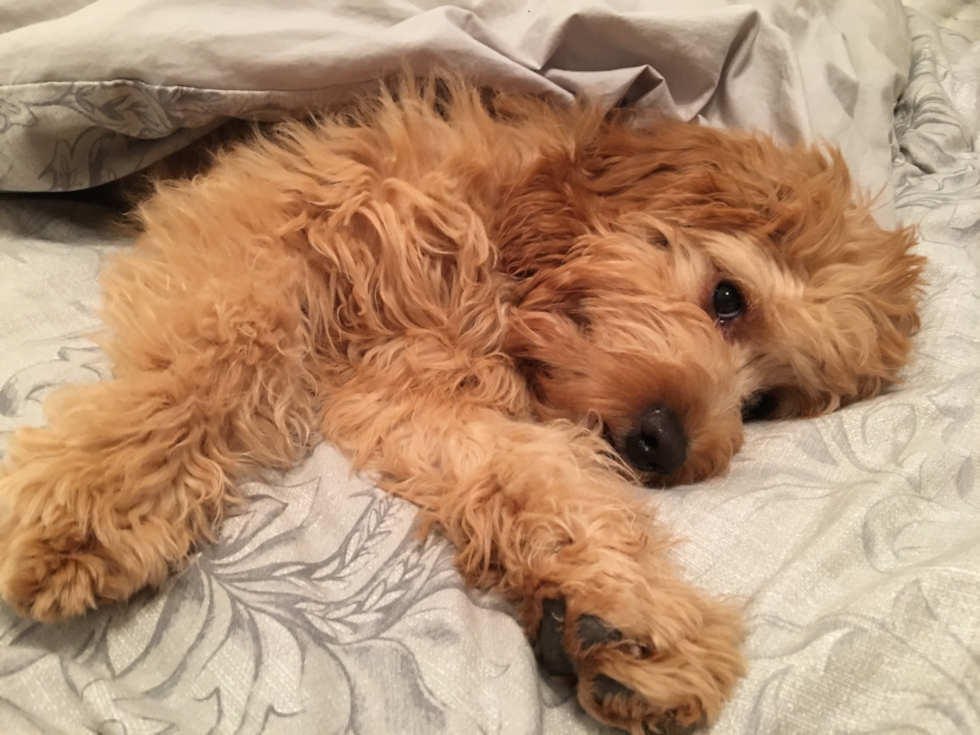 Toledo Mini Goldendoodle Pup