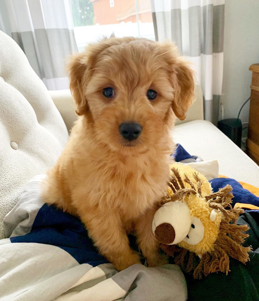 Sweet Mini Goldendoodle Pup in Orlando FL