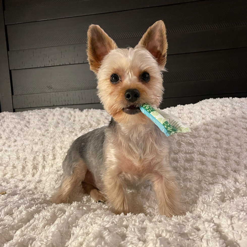 Smart Yorkie Purebred Pup