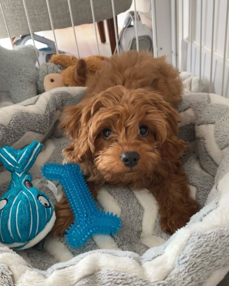 Cute Cavapoo Pup