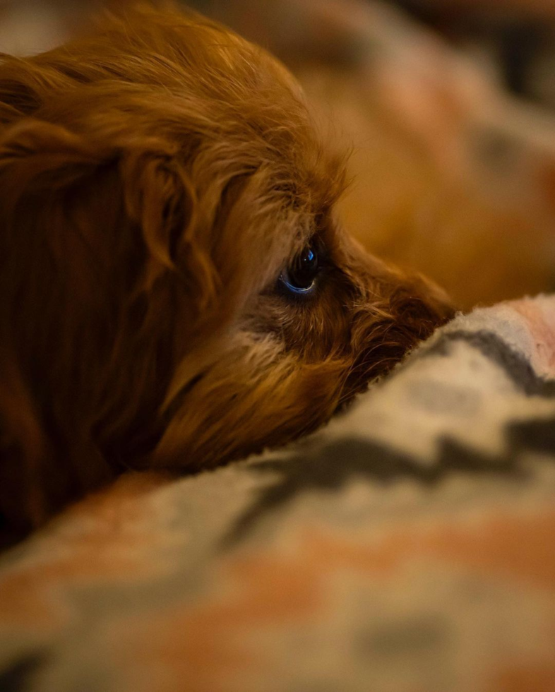 Happy Cavapoo Pup in Burke VA