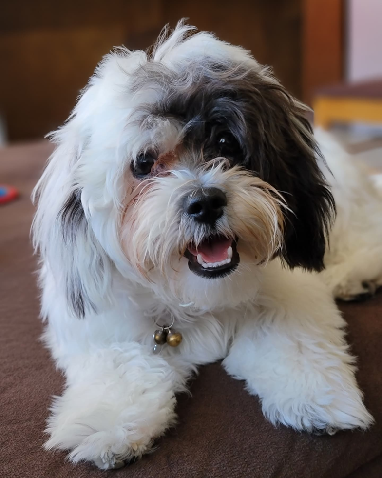 Playful Shichon Designer Pup