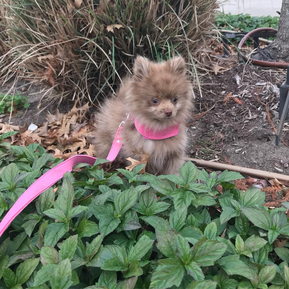 Friendly Pomeranian Pup