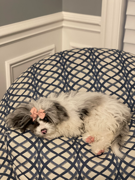 Playful Sheep Dog Poodle Mix Pup