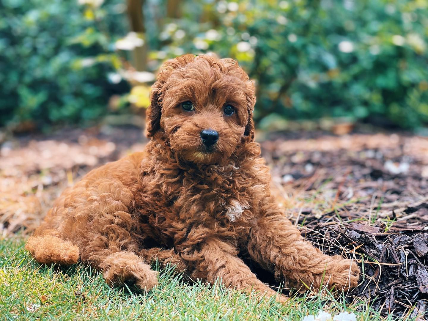 Best Cavapoo Baby