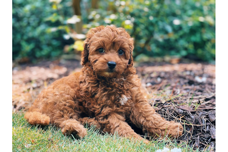 Best Cavapoo Baby