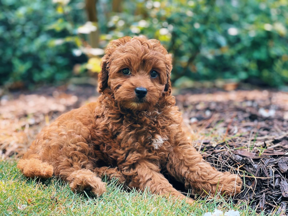 Sweet Cavapoo Pup in Roswell GA