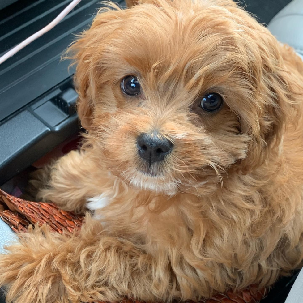 Little Cavoodle Poodle Mix Pup