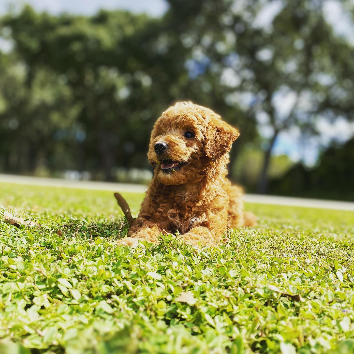 Mini Goldendoodle Pup Being Cute
