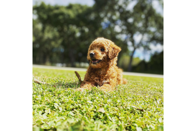 Mini Goldendoodle Pup Being Cute