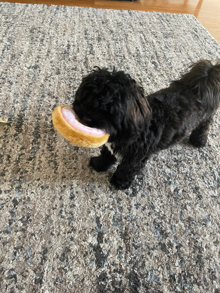 Friendly Shih Poo Pup in