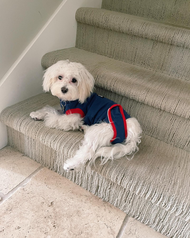 Petite Maltipoo Poodle Mix Pup