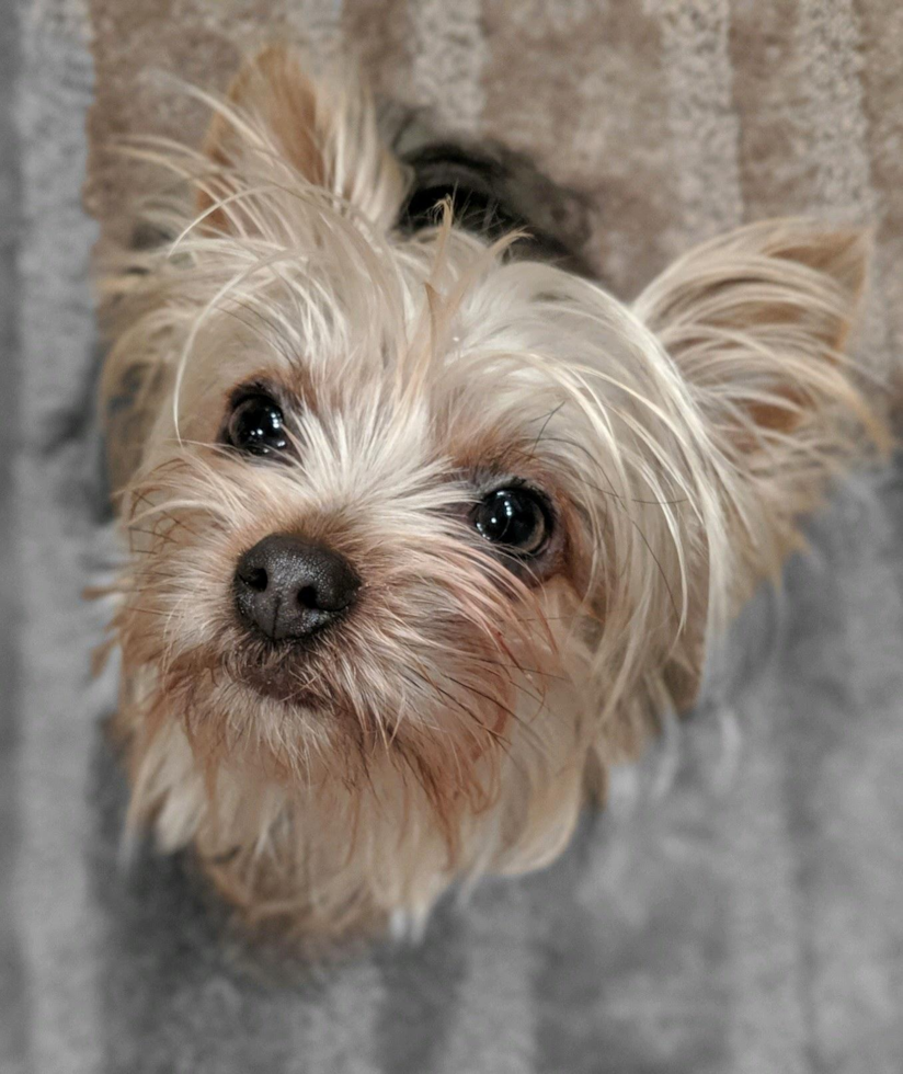 Yorkshire Terrier Being Cute