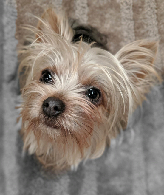 Yorkshire Terrier Being Cute