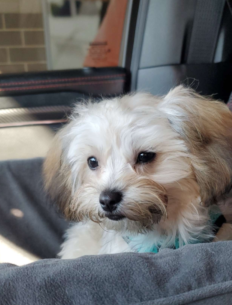 Smart Maltipoo Poodle Mix Pup