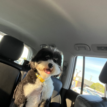 Adorable Bernadoodle Poodle Mix Pup