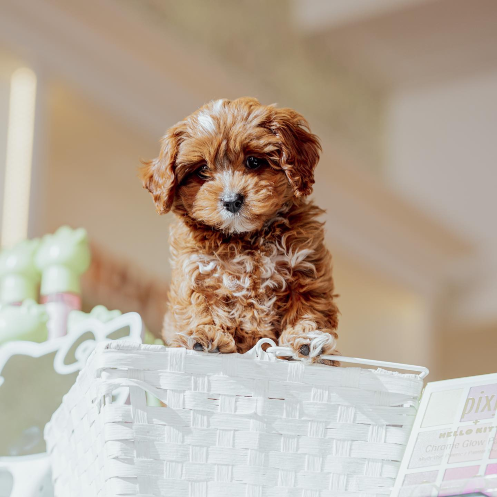 Cute Cavapoo Pup