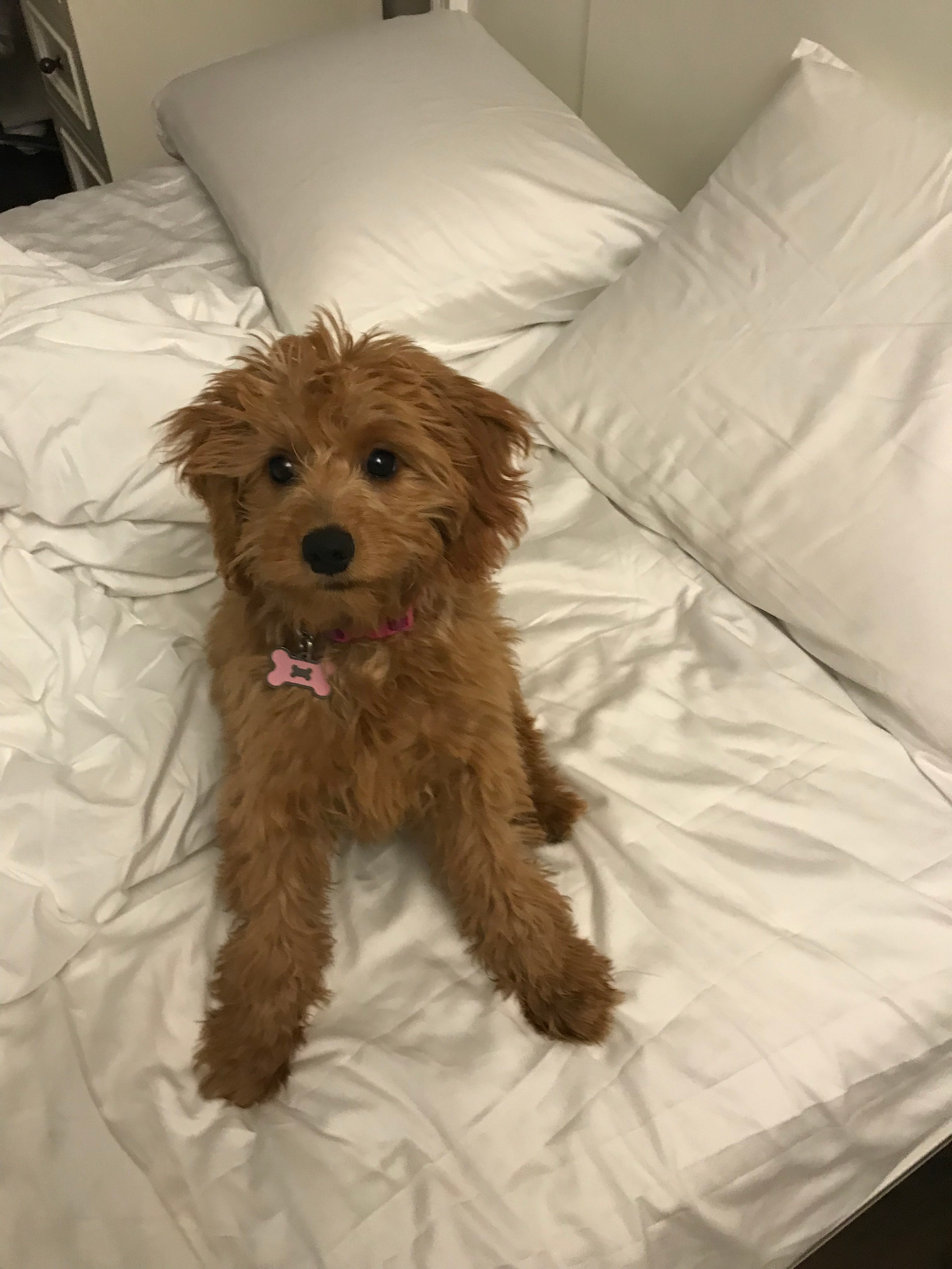 Best Mini Goldendoodle Baby