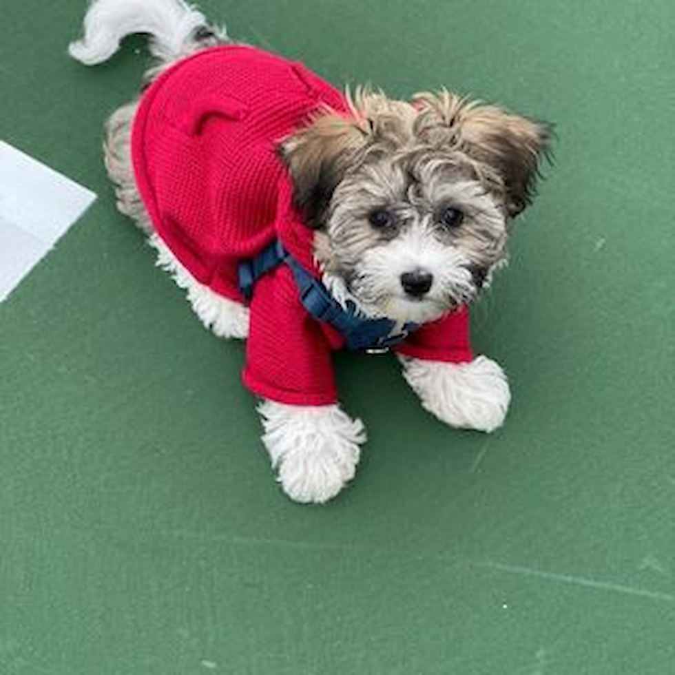 Friendly Havanese Purebred Pup