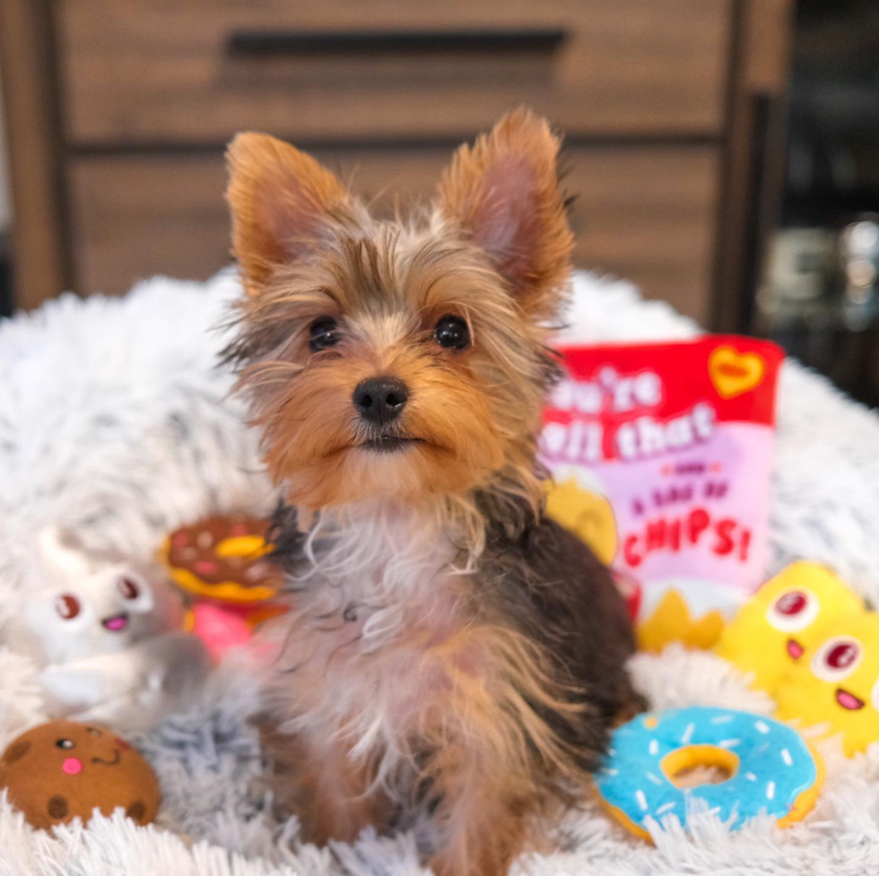 Small Yorkshire Terrier Pup