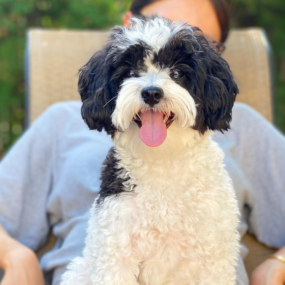 New York Havanese Pup