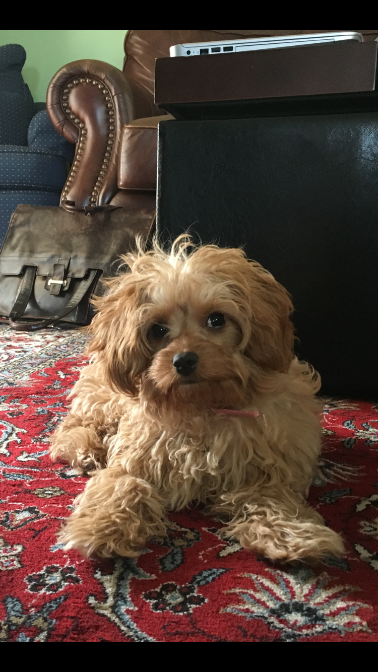 Adorable Cavoodle Poodle Mix Puppy