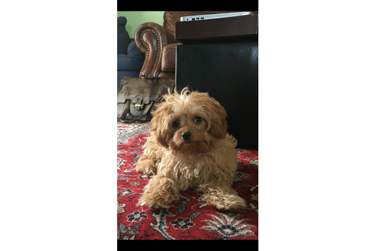 Adorable Cavoodle Poodle Mix Puppy