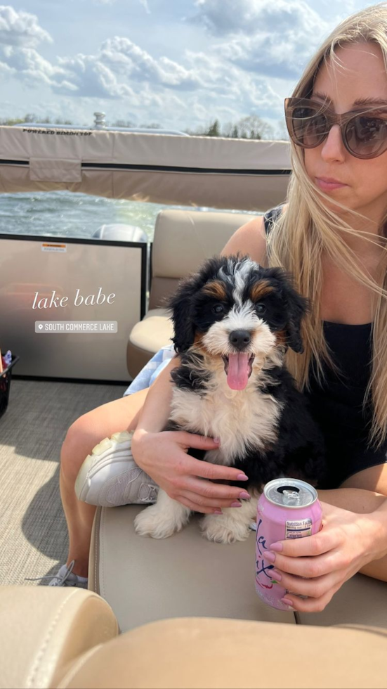 Friendly Mini Bernedoodle Pup