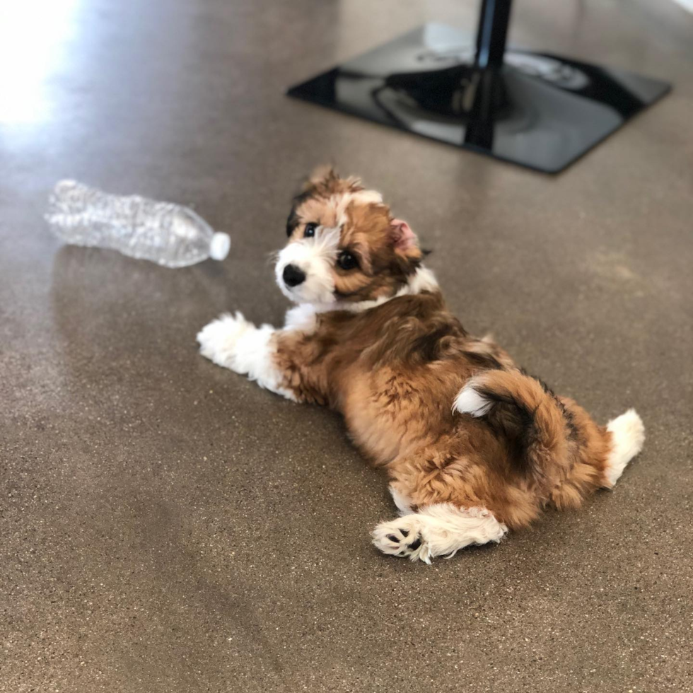 Happy Aussiechon Pup