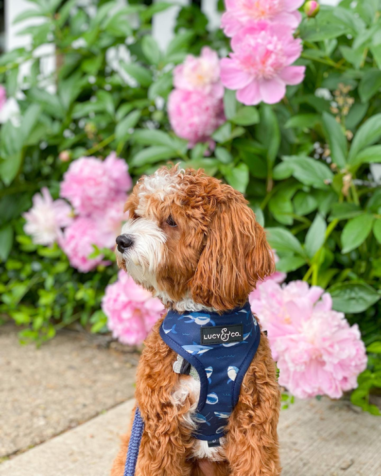 Cavapoo Being Cute