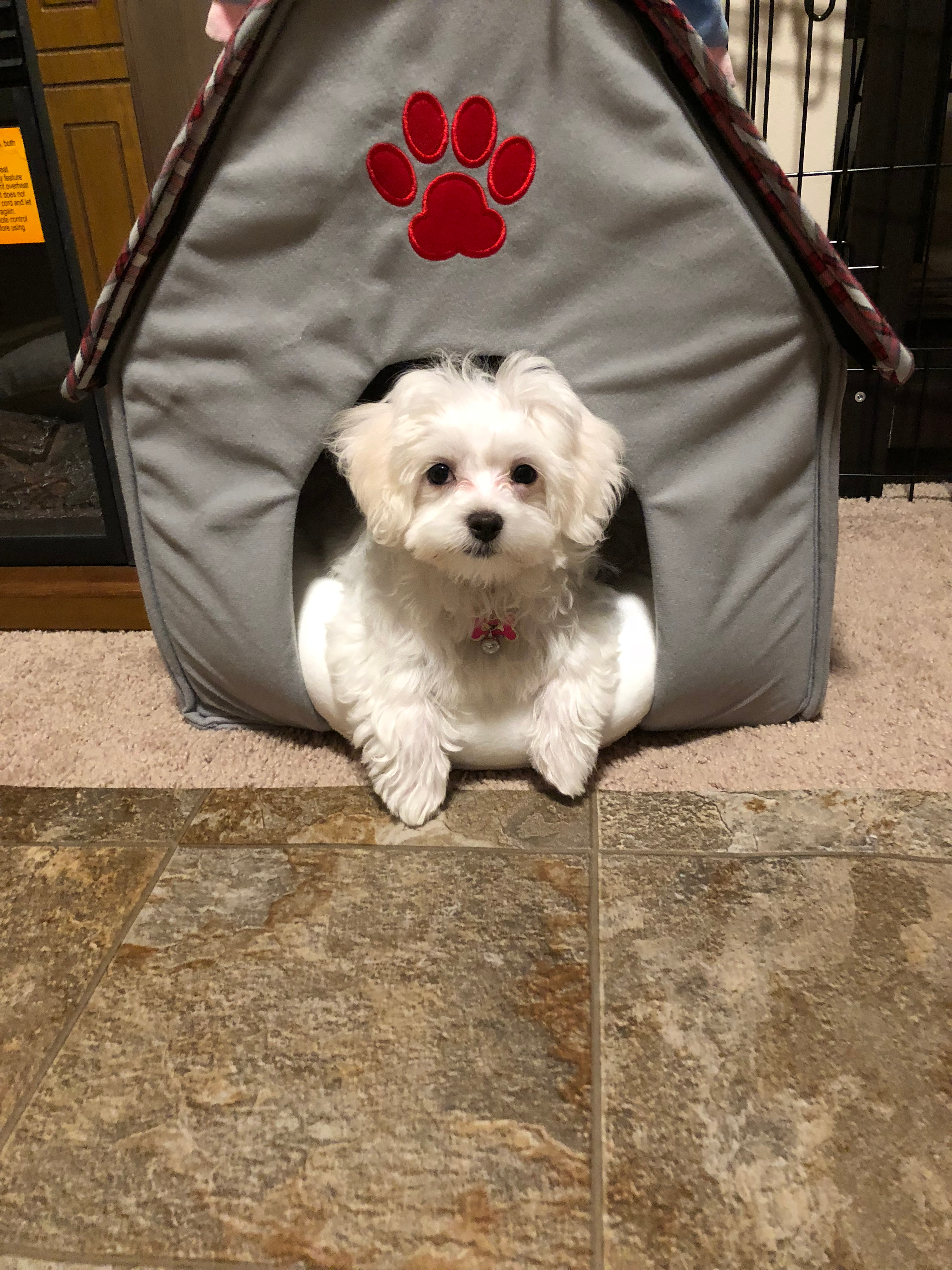 Best Maltese Baby