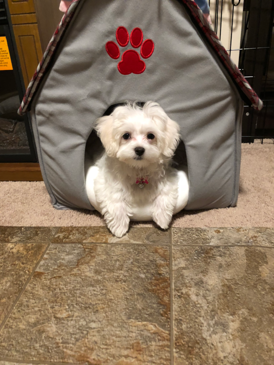 Playful Maltese Pup