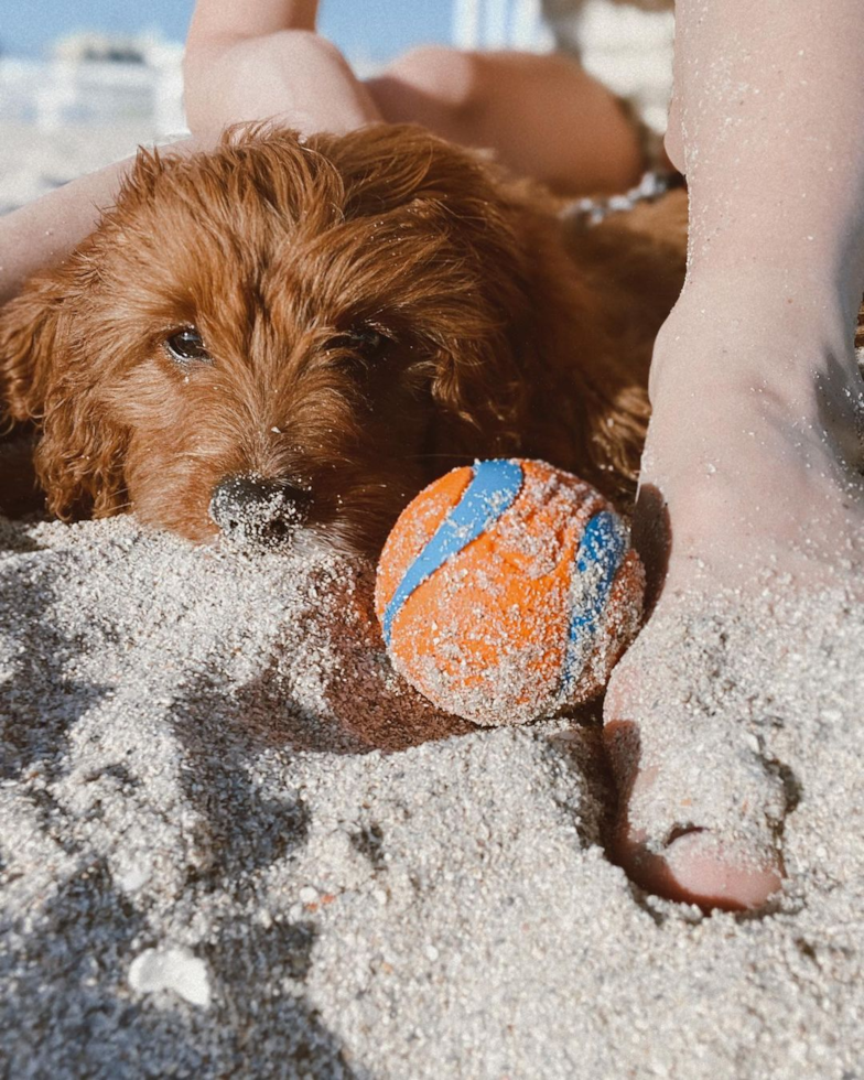 Smart Cavapoo Poodle Mix Pup