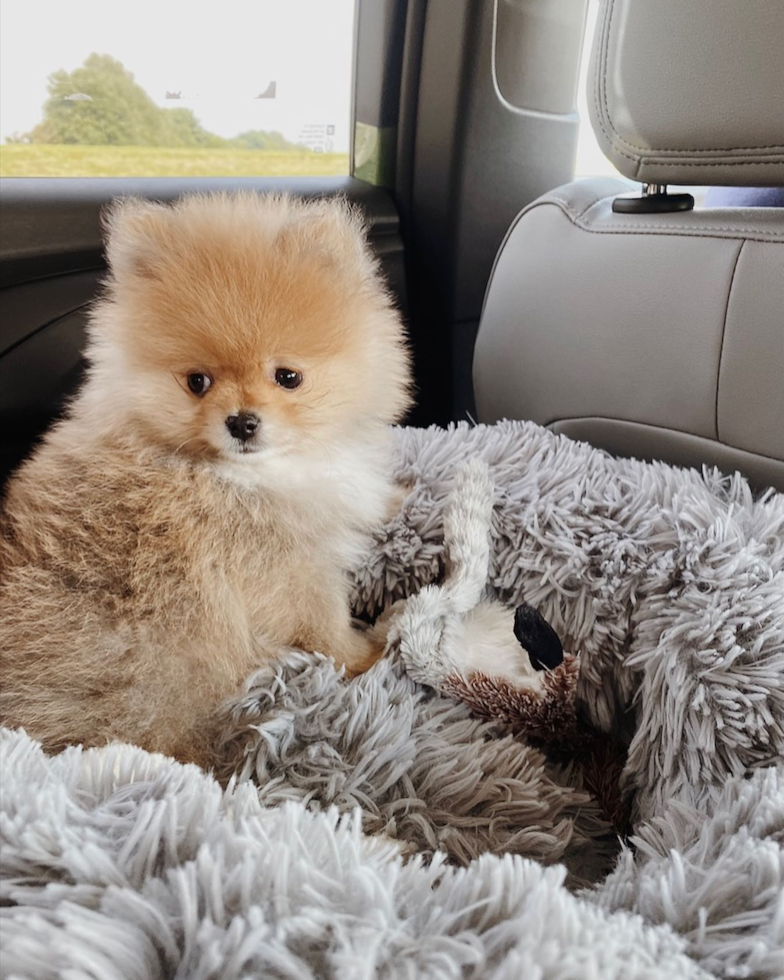 Pomeranian Being Cute