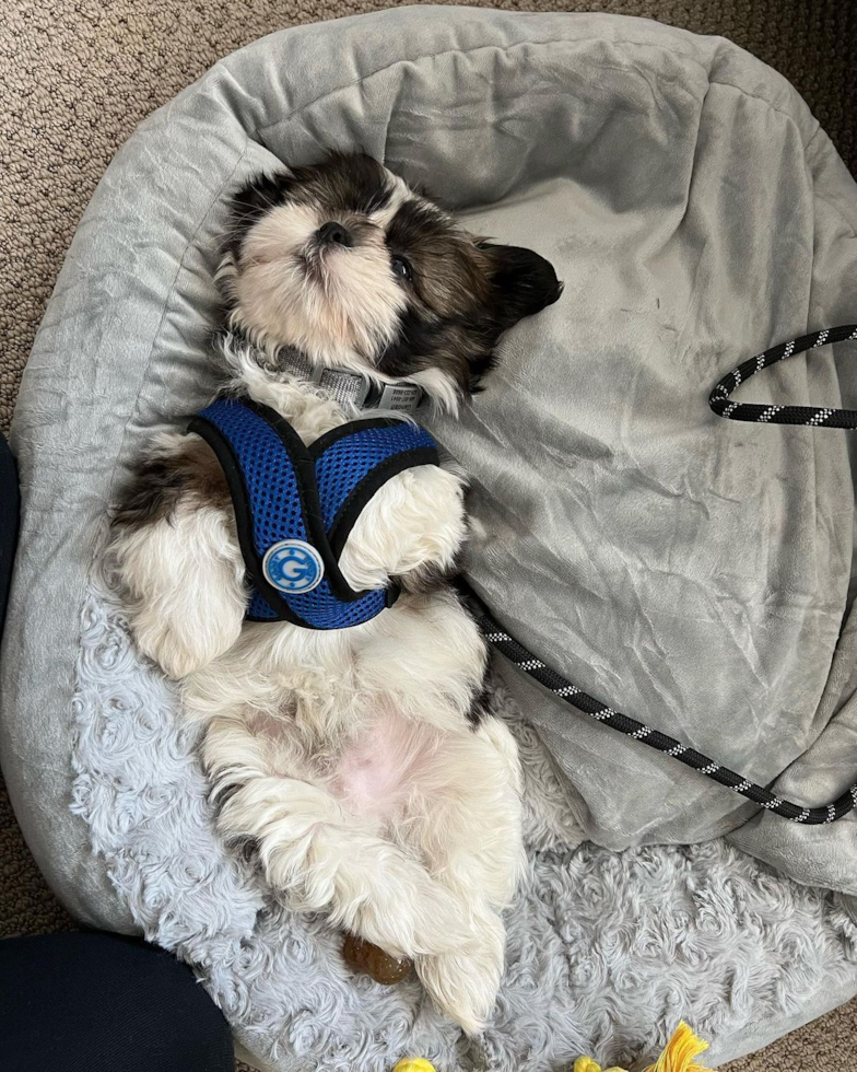 Shih Tzu Being Cute