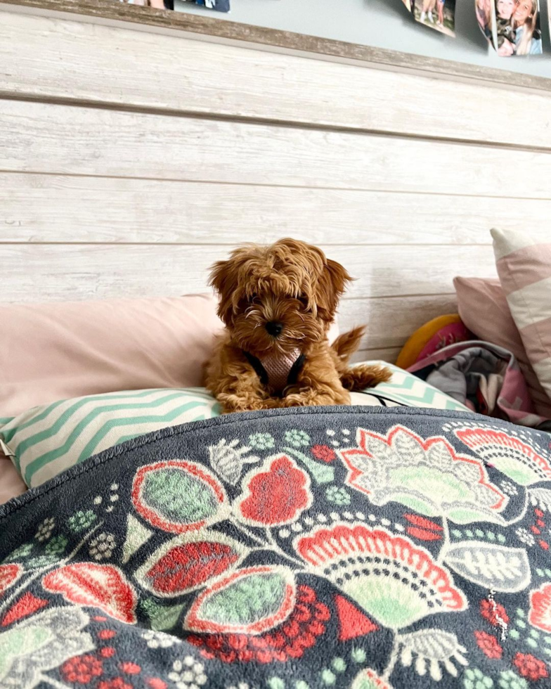 Playful Cavoodle Poodle Mix Pup